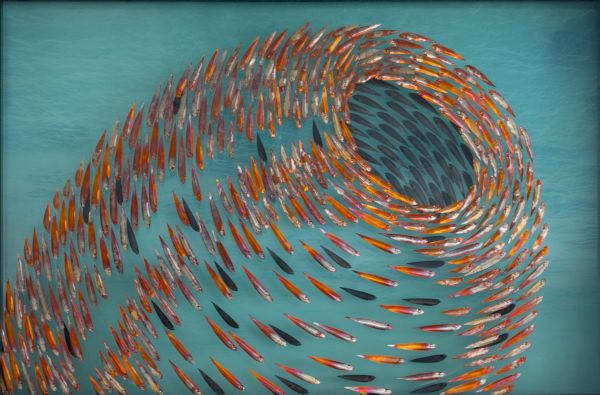A teal abstract artwork with a spiraling ring of multicolored, tapered brushstrokes forming a hollow center. The motion creates a dynamic vortex effect.