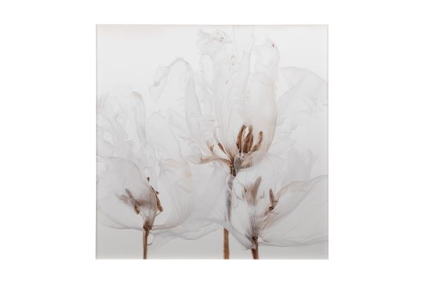 Soft, delicate white flowers with brown stems, muted and airy against a pale background, like ethereal botanical blossoms.